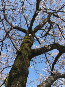 桜　富山市